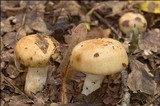 Russula laurocerasi image