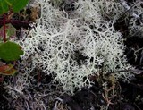 Cladonia portentosa image