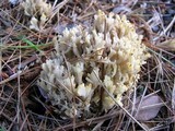 Clavulina coralloides image