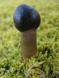 Tolypocladium longisegmentatum image