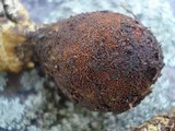 Tolypocladium longisegmentatum image