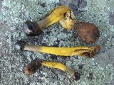 Tolypocladium longisegmentatum image