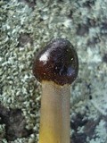 Tolypocladium longisegmentatum image