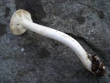 Amanita citrina f. lavendula image