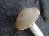 Amanita citrina f. lavendula image