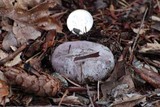 Sarcosphaera coronaria image