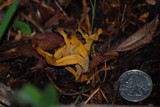 Clavulinopsis laeticolor image