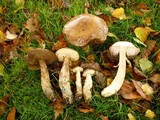 Leccinum cyaneobasileucum image