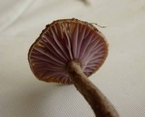Pseudoomphalina angelesiana image