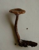 Pseudoomphalina angelesiana image