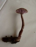Pseudoomphalina angelesiana image