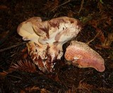 Fistulina hepatica image