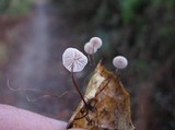 Marasmius quercophilus image