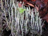 Cladonia subulata image