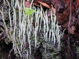 Cladonia subulata image