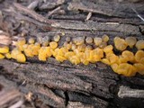 Dacrymyces capitatus image