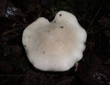 Clitopilus prunulus image
