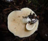 Clitopilus prunulus image