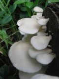 Pleurotus djamor image