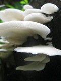 Pleurotus djamor image