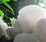 Pleurotus djamor image