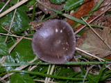 Amanita constricta image