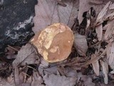 Boletus innixus image