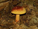 Boletus miniatopallescens image