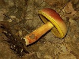 Boletus miniatopallescens image