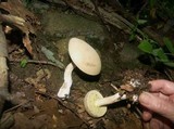 Boletus pallidus image