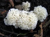 Sebacina sparassoidea image
