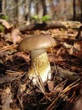 Tylopilus felleus image