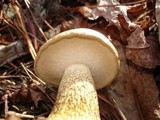 Tylopilus felleus image