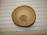 Tylopilus felleus image