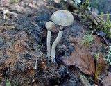 Protostropharia semiglobata image