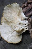 Pleurotus pulmonarius image