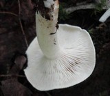 Leucopaxillus albissimus image