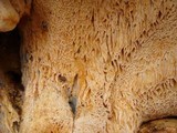 Bondarzewia berkeleyi image