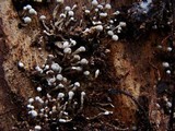 Phleogena faginea image