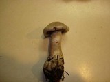 Cortinarius alboviolaceus image
