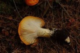 Hygrophorus speciosus image