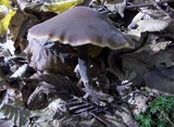 Macrocystidia cucumis image