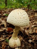 Amanita ravenelii image