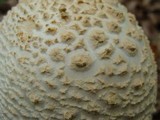 Amanita ravenelii image