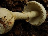 Amanita ravenelii image