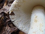 Amanita ravenelii image