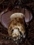 Cortinarius variicolor image