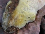 Armillaria gallica image