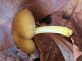 Pluteus romellii image