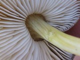 Pluteus romellii image